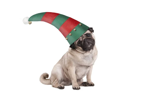 Lindo Perro Cachorro Pug Navidad Sentado Con Sombrero Elfo Rojo — Foto de Stock