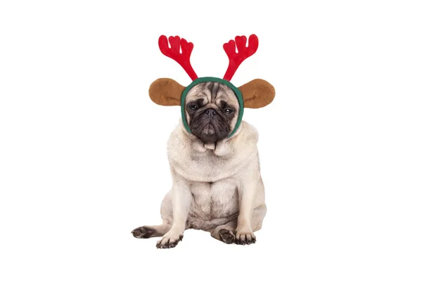 Ren geyiği geyik boynuzu diadem Noel, oturarak, beyaz arka plan üzerinde izole huysuz, seyir için ile şirin pug köpek yavrusu köpek