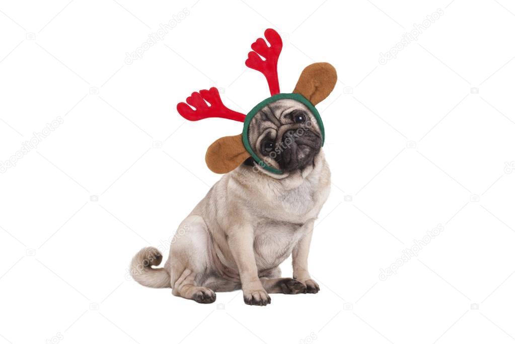funny Christmas pug puppy dog sitting down, wearing reindeer antlers diadem, isolated on white background
