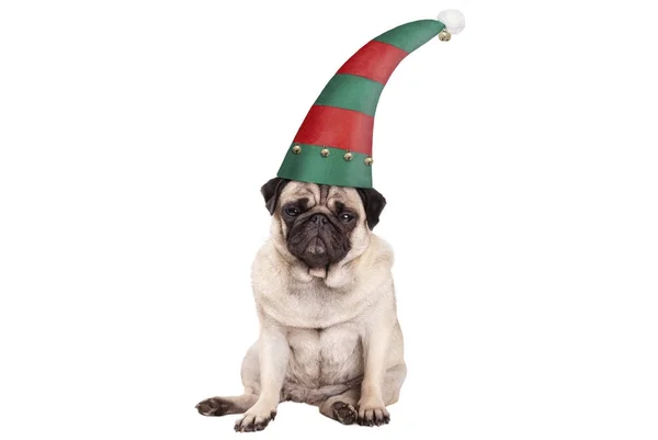 Cachorro Gruñón Cara Cachorro Perro Con Sombrero Elfo Para Navidad — Foto de Stock