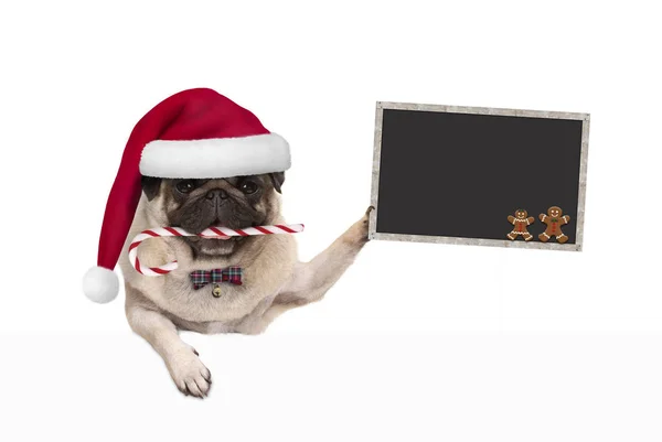 Lindo Perro Pug Navidad Con Sombrero Santa Bastón Caramelo Sosteniendo — Foto de Stock