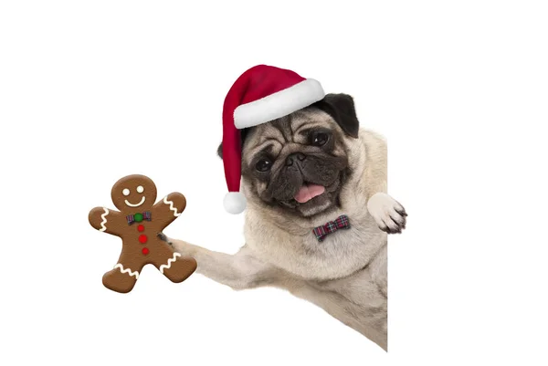 Sonriente Perro Pug Navidad Sosteniendo Hombre Jengibre Usando Sombrero Santa — Foto de Stock
