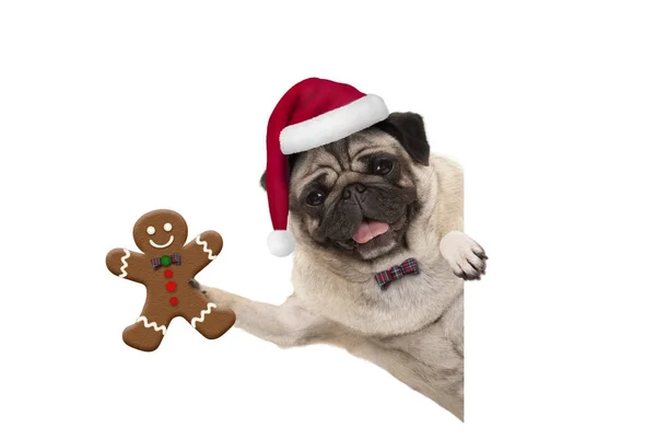 Zencefilli kurabiye adam tutarak ve beyaz afiş, izole pençe ile Santa şapka gülümseyen Noel pug köpek