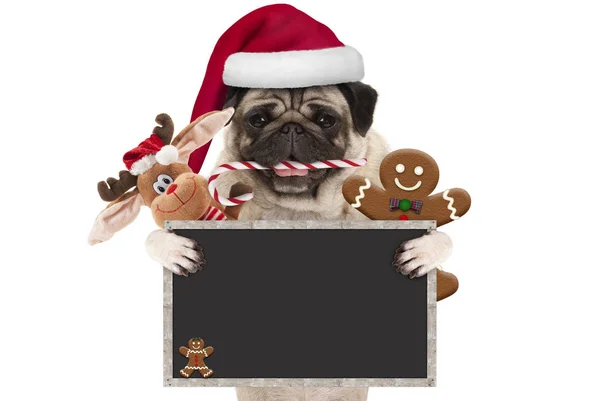 Lindo Perro Pug Navidad Con Sombrero Santa Bastón Caramelo Juguetes — Foto de Stock