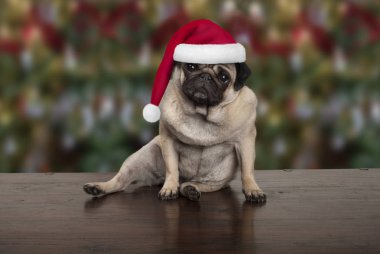 Noel Baba şapkası, Mevsimlik arka plan ahşap zemin üzerinde oturarak komik Noel pug köpek yavrusu