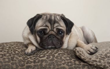 güzel tatlı pug köpek yavrusu, minderler, leopar baskı ile yatan