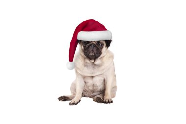 şirin pug köpek yavrusu köpek Noel, oturarak, beyaz arka plan üzerinde izole huysuz, seyir için Noel Baba şapkası ile