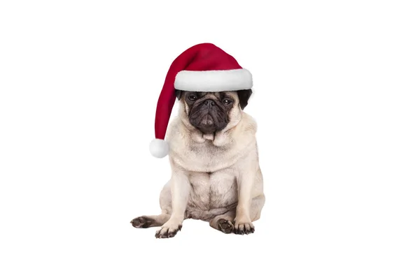 Lindo Perrito Cachorro Con Sombrero Santa Para Navidad Sentado Mirando — Foto de Stock