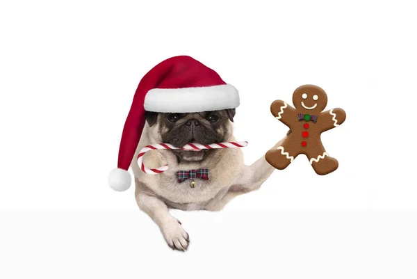 Boże Narodzenie Pies Mops Santa Hat Candy Trzciny Trzyma Się — Zdjęcie stockowe