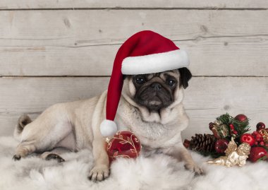 koyun derisi battaniyeyle şenlikli süsler ve yıpranmış ahşap arka plan üzerinde uzanmış güzel Noel pug köpek köpek yavrusu
