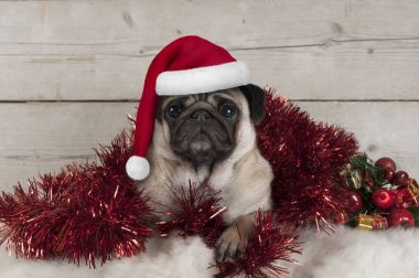 Noel Baba, süs eşyaları ve vintage ahşap arka plan ile koyun derisi üzerinde şapka kırmızı tinsel uzanarak sevimli Noel pug köpek yavrusu,