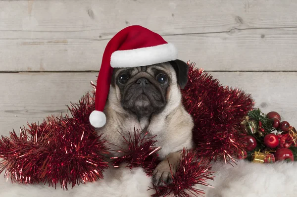 Roztomilý Vánoční Mops Štěně Pes Ležící Červený Pozlátko Klobouk Santa — Stock fotografie
