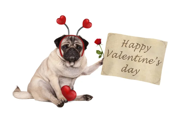 Walentynki Mops Pies Siedzi Trzyma Zwój Papieru Noszenie Diadem Serca — Zdjęcie stockowe