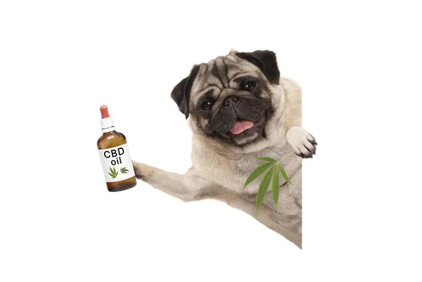Beyaz arka plan üzerinde izole Cbd petrol ve esrar kenevir yaprak, şişe tutan sevimli gülümseyen pug köpek yavrusu