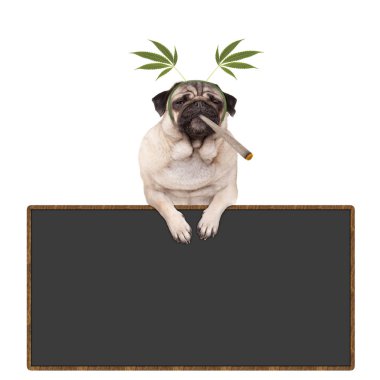 köpek yüksek, sigara esrar otu ortak olmak, kenevir yaprak diadem, blackboard işareti, beyaz arka plan üzerinde izole asılı giyen köpek pug