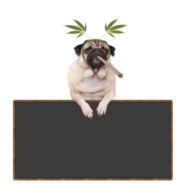 pug puppy dog being high, smoking marijuana weed joint, wearing hemp leaves diadem, hanging on blackboard sign, isolated on white background clipart