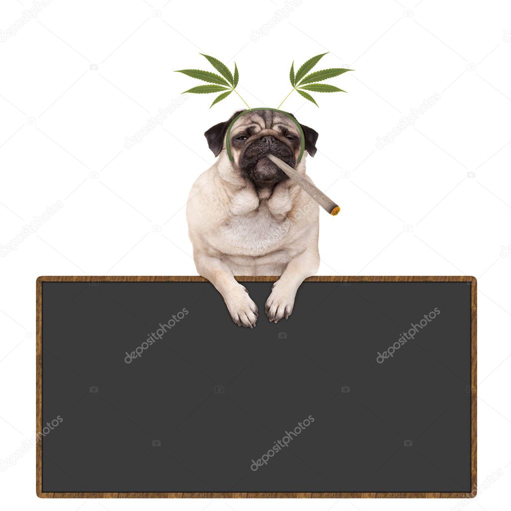 pug puppy dog being high, smoking marijuana weed joint, wearing hemp leaves diadem, hanging on blackboard sign, isolated on white background