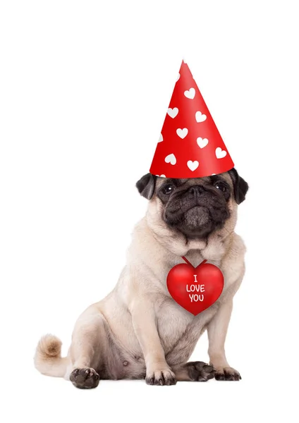 Oturan Güzel Şirin Sevgililer Günü Pug Köpek Yavrusu Aşağı Kırmızı — Stok fotoğraf