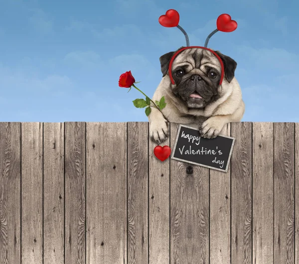 Valentines Day Pug Dog Hearts Diadem Rose Hanging Wooden Fence — Stock Photo, Image