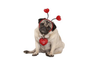 oturarak, kalpleri diadem, beyaz arka plan üzerinde izole giyen sevimli Sevgililer günü pug köpek yavrusu,