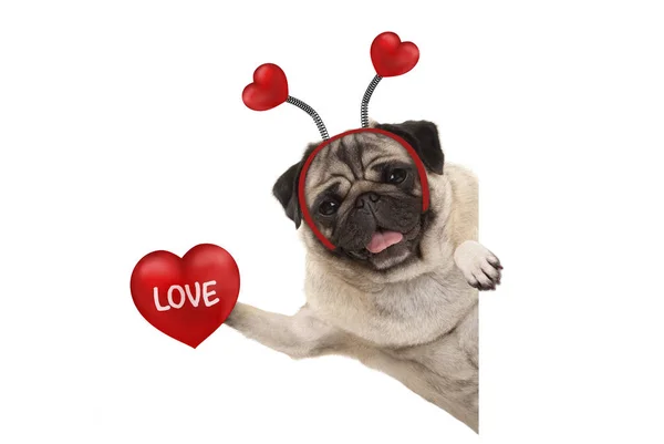 Uśmiechający Się Valentine Day Mops Pies Trzyma Się Czerwone Serce — Zdjęcie stockowe