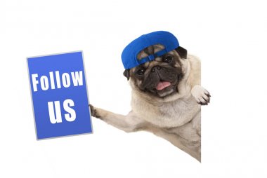 Pug köpek yavrusu köpek mavi takip yana asılı beyaz bayrak--dan izole işareti, bizi tutan kap ile eğlence