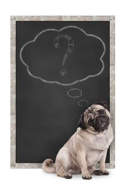 Tebeşir soru işaretiyle düşünce balonu, beyaz arka plan üzerinde izole karatahta önünde oturan tatlı akıllı pug köpek yavrusu