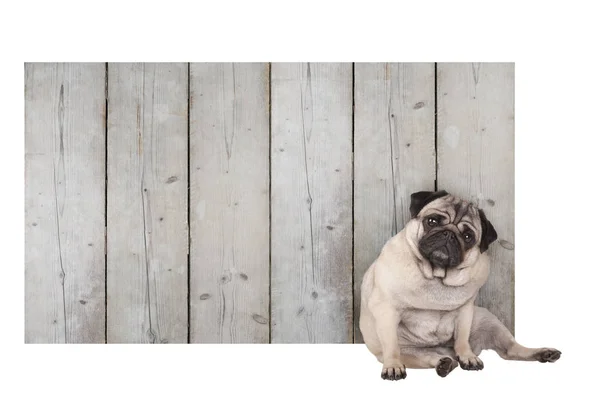Pies Szczeniak Słodkie Mops Siedząc Promocyjny Znak Puste Drewniane Ogrodzenia — Zdjęcie stockowe