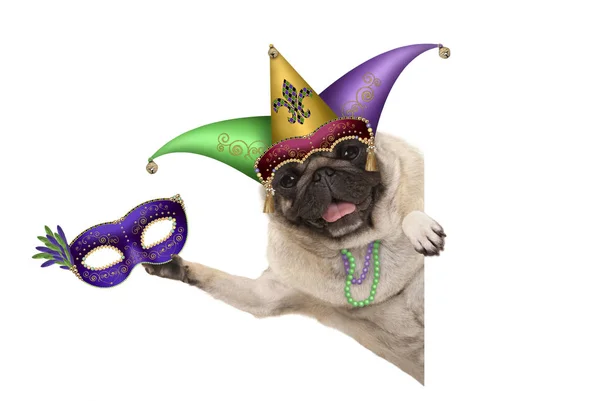 Mardi gras pug köpek karnaval Soytarı şapkası, palyaço, palyaço Soytarı şapkası ve boncuk kolye, beyaz arka plan üzerinde izole