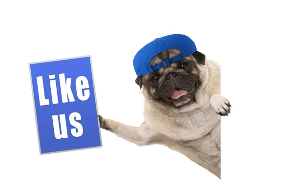 Mavi takım tutan sarsın pug köpek bizim işareti, yana doğru izole beyaz banner asılı gibi