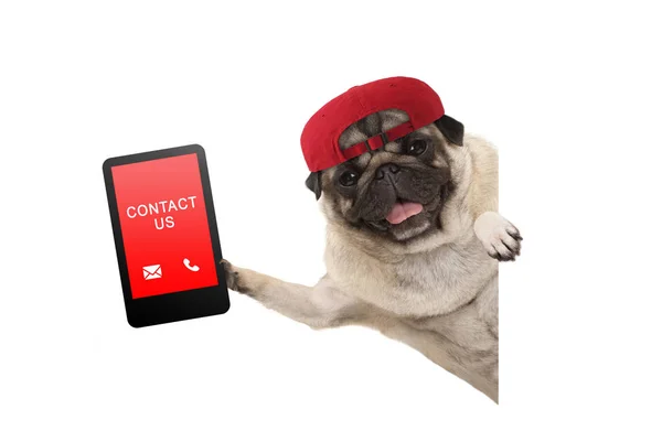 neşe pug köpek tablet telefon metin kişiyle beraber takılmamız, yana doğru izole beyaz banne gidiyor kırmızı kapaklı