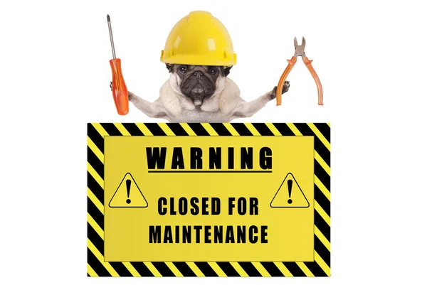 Cão Pug Com Construtor Capacete Segurando Alicates Chave Fenda Com — Fotografia de Stock