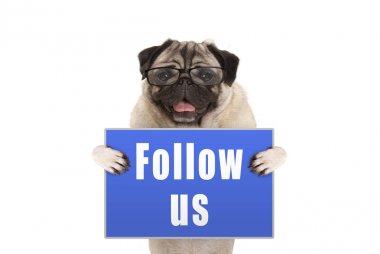 Pug köpek mavi işareti metin ile gidiyor gözlüklü beyaz arka plan üzerinde izole bizi takip edin