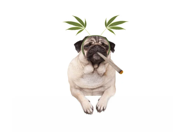 yüksek, sigara esrar esrar esrar, kenevir giyen diadem, beyaz afiş izole bırakır köpek yavrusu köpek olmayı pug