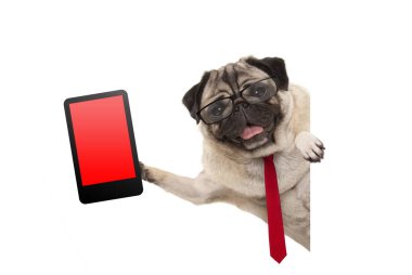 neşe iş pug köpek yavrusu köpek kırmızı kravat ve gözlük, tablet telefon ile izole beyaz bayrak--dan yana asılı boş kırmızı perde gidiyor