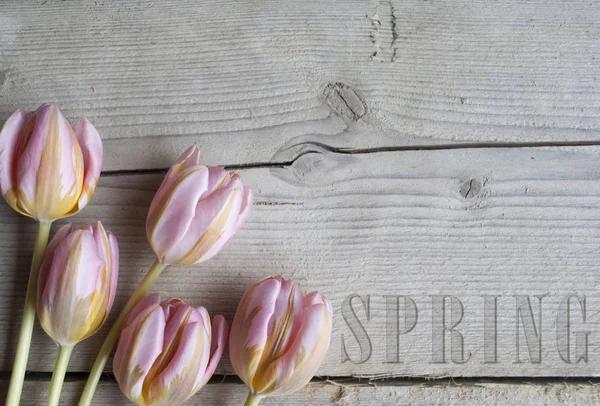 Nahaufnahme Blühender Tulpen Auf Hölzernem Hintergrund Mit Textfeder — Stockfoto