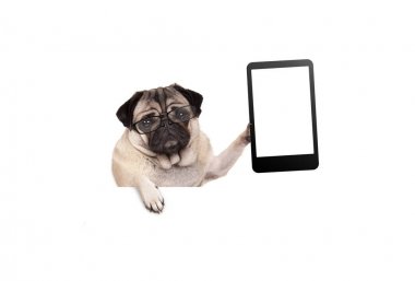 boş tablet veya cep telefonu, izole beyaz afiş asılı gidiyor gözlüklü köpek yavrusu pug