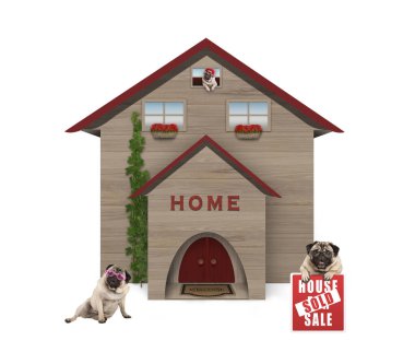 Beyaz arka plan üzerinde ortalama orta sınıf pug köpek ailesi, yeni ev, tabelaya satılan ev bahçesinde oturarak izole