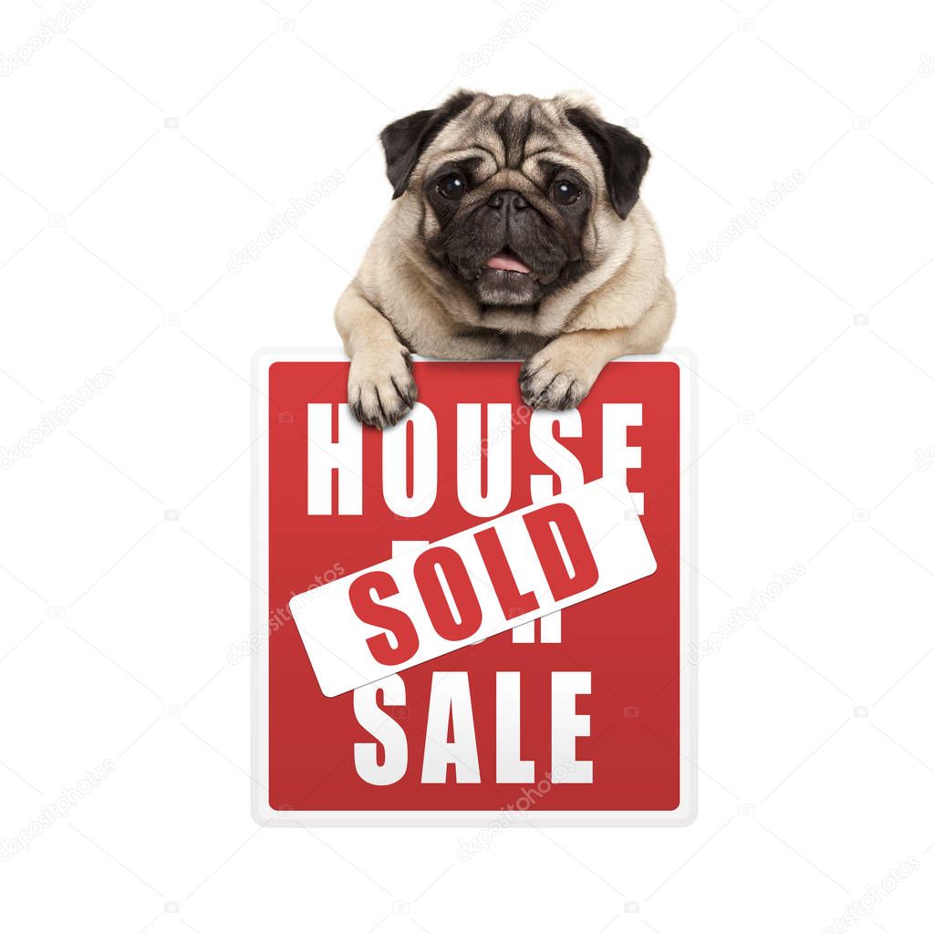 cute smiling pug puppy dog hanging with paws on red house sold sign, isolated on white background