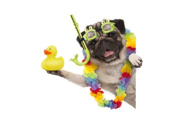 funny summer pug dog with hawaiian flower garland, snorkel and goggles, holding up yellow  ducky, isolated on white background clipart