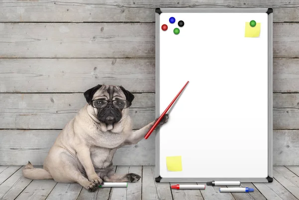 oturarak, sarı notlar ve mıknatıslar, ahşap zemin ve arka plan boş beyaz tahta işaret ciddi pug köpek yavrusu