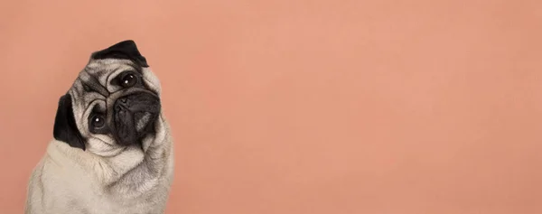 Şirin köpek yavrusu pankartı, oturuyor, başını eğerken dinliyor, yemyeşil lava turuncu arka planda.