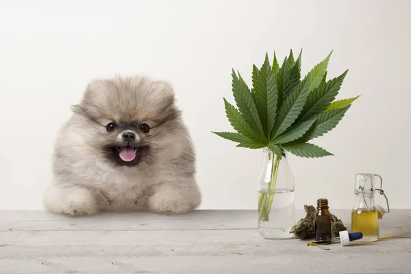 gülümseyen Pomeranya yavru köpeği ve marihuana kenevir sativa ot yaprakları, çiçek tomurcuğu ve cam damlalar şişesinde, ahşap masa üzerinde Cbd yağı