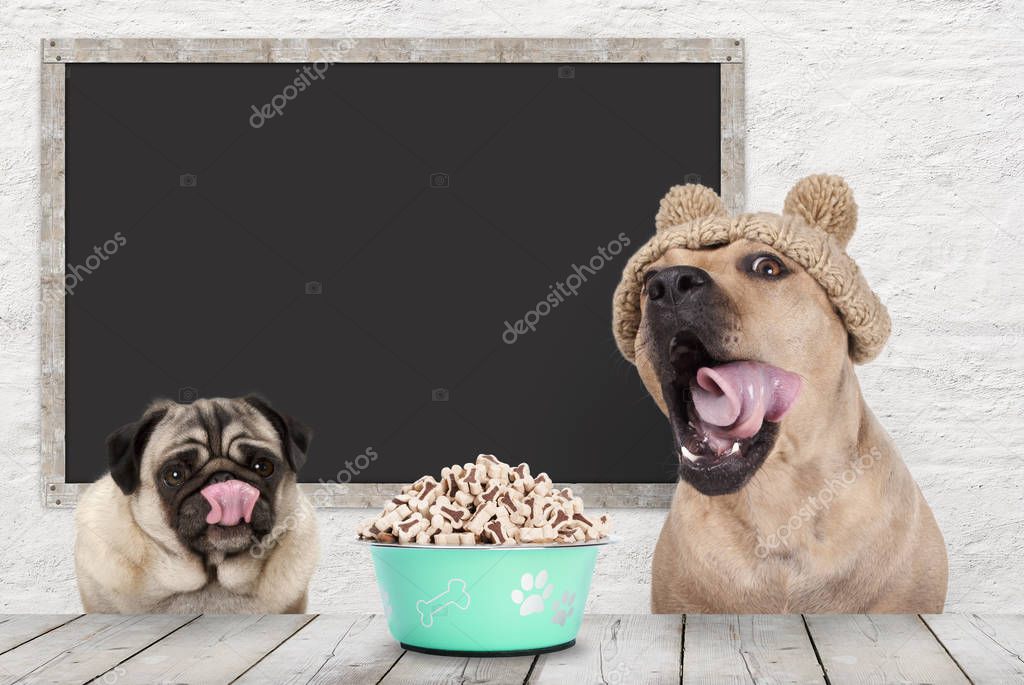 two cute dogs licking their mouth, rolling tongue, waiting for kibble treats, sitting at table, with blank blackboard in background