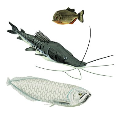 Amazon Fish Species clipart