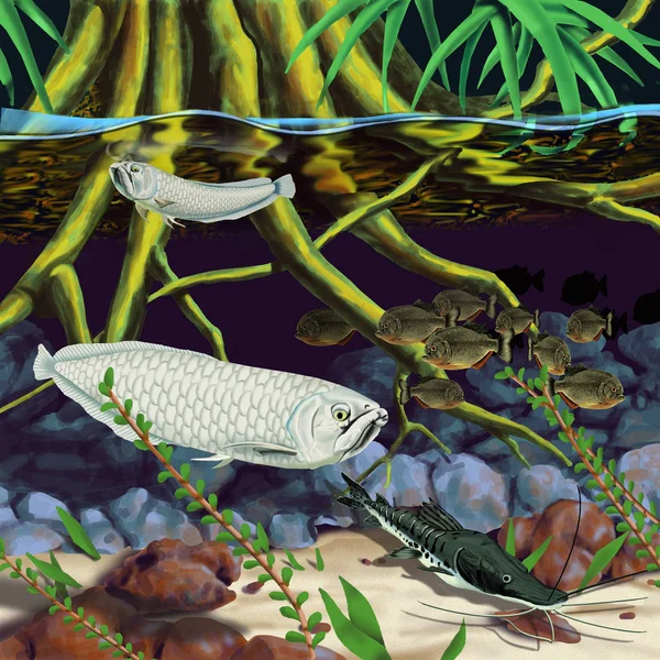 Amazon Fish Habitat — Stock Photo, Image