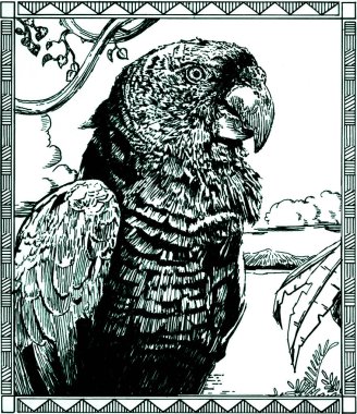 Papağan hat illüstrasyon