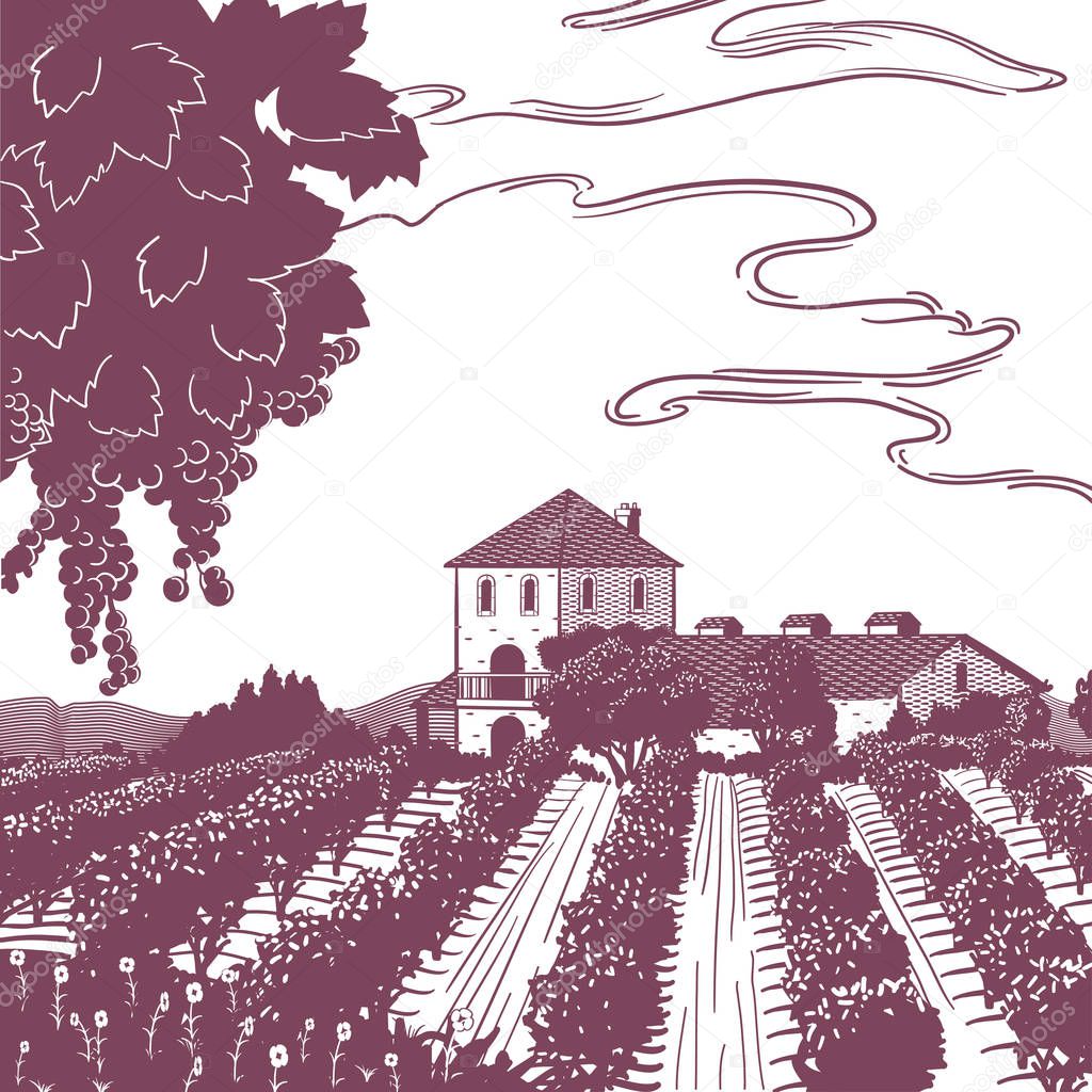 Vineyard line art, with rows of grape vines, with a grape vine in the foreground and a building, clouded sky and mountains.