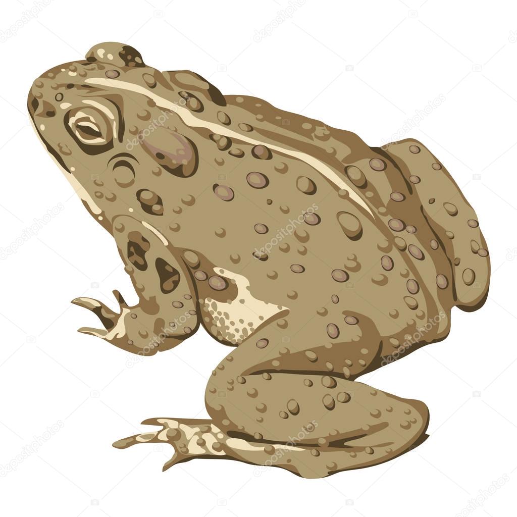 Large Brown Toad