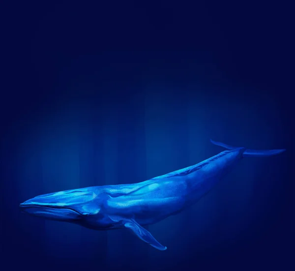 Modrá velryba potápění — Stock fotografie